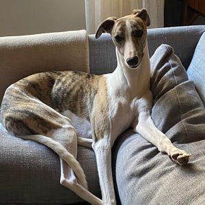 Meet your Posher, Mehmet